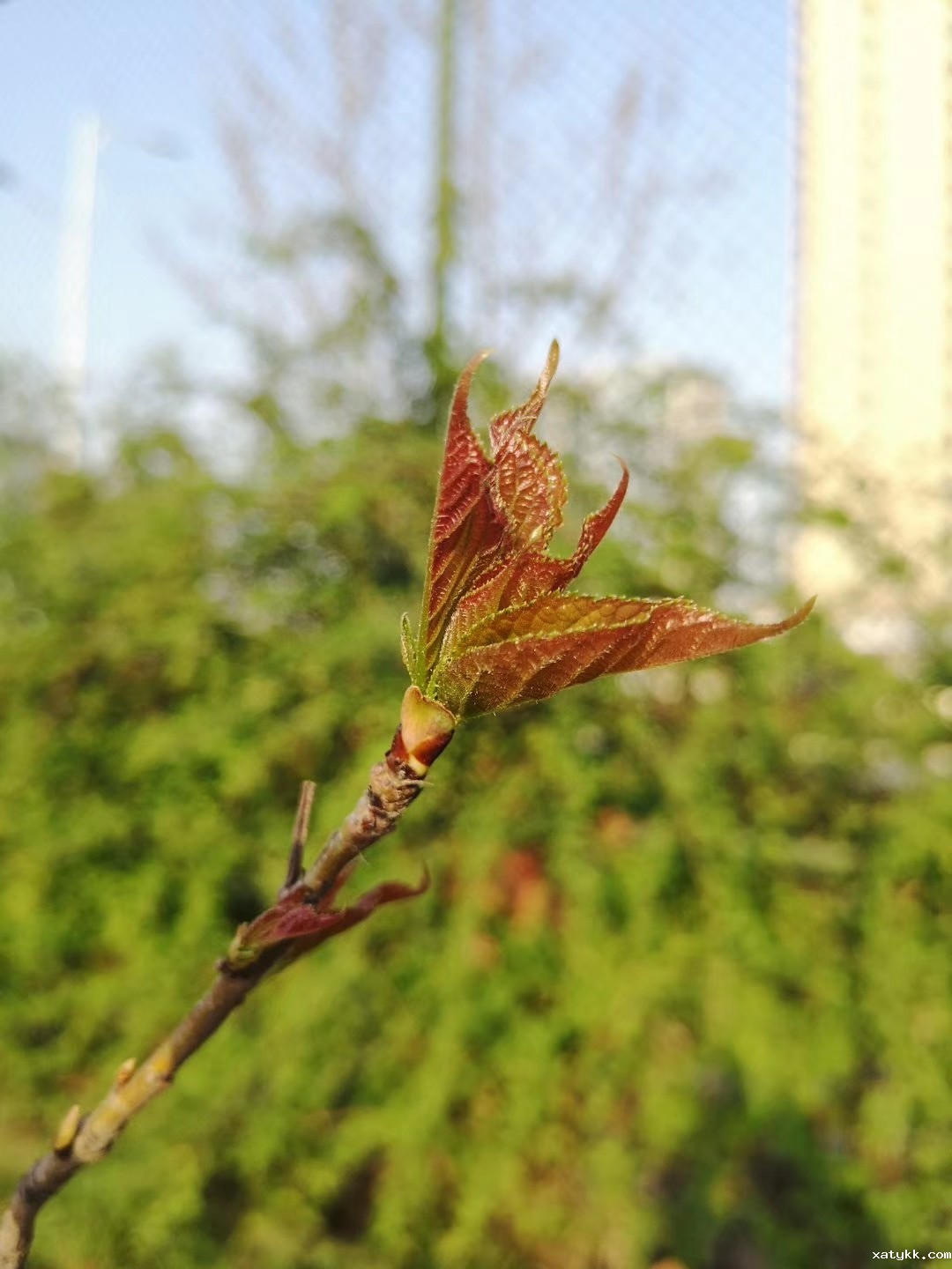 1585476857108995.jpg ~校园春.李国喜mmexport1584278762134.jpg